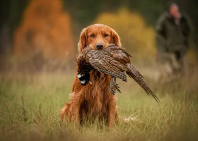 Illustration spaniel - Image 1