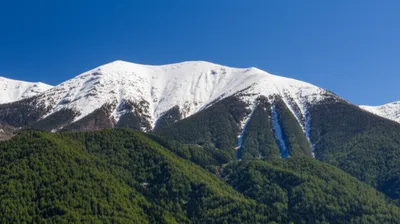 Illustration treeline - Image 1