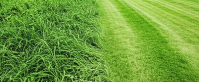 Illustration mowed - Image 1