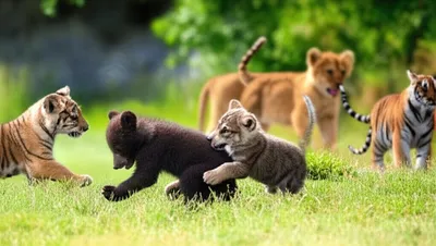 Illustration cub - Image 1