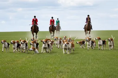 Illustration foxhunting