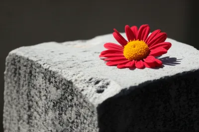 Illustration mortality