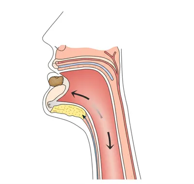Illustration swallow - Image 1