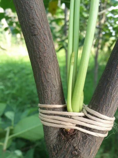 Illustration engrafted - Image 1