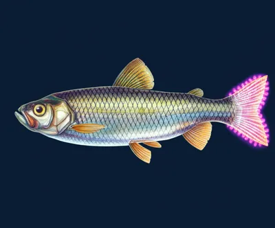 Illustration caudal - Image 1