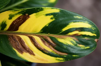 Illustration mosaic - Image 1