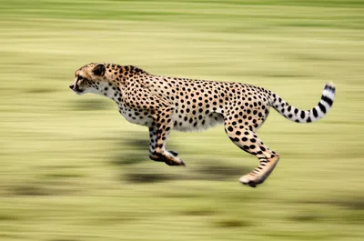 Illustration rakes - Image 1