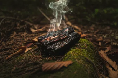 Illustration aloes - Image 1