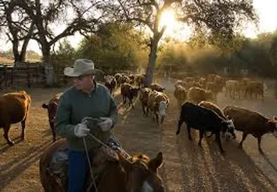 Illustration rancher - Image 2