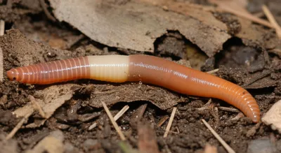 Illustration girdle - Image 1