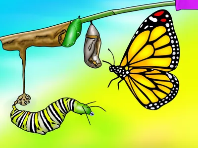 Illustration passes - Image 1