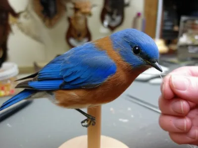 Illustration stuffed - Image 1