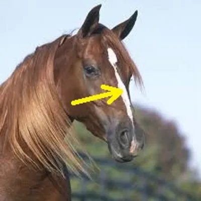 Illustration blaze - Image 2