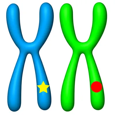 Illustration alleles