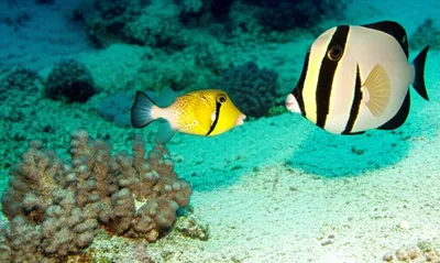 Illustration cuckold - Image 1