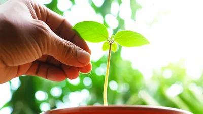 Illustration elevates - Image 1