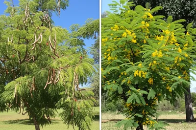 Illustration acacias - Image 2