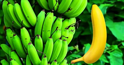 Illustration crude - Image 1