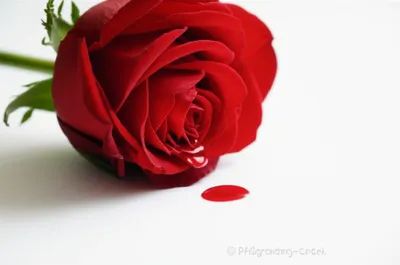 Illustration haemorrhage