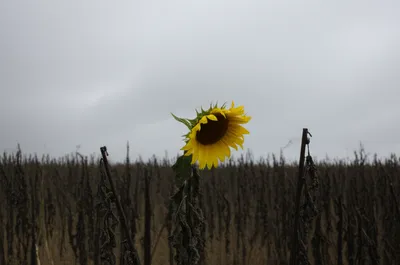 Illustration dwindling - Image 1