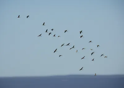 Illustration straggle - Image 1