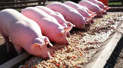 Illustration slopped - Image 1