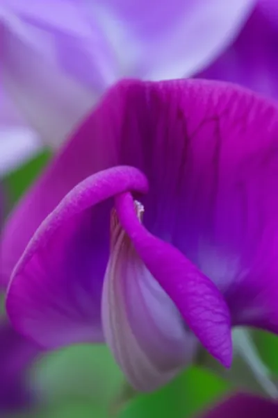 Illustration wings - Image 1