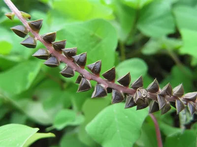 Illustration buckwheat - Image 1