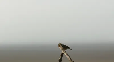 Illustration emboldened - Image 1