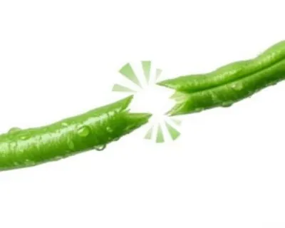 Illustration snapper - Image 1