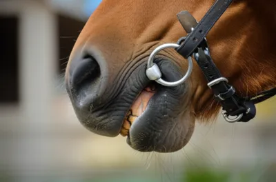 Illustration bar - Image 1