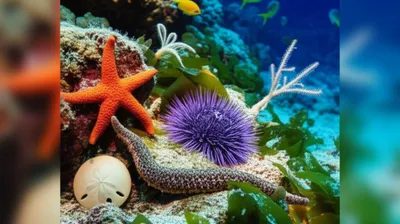 Illustration echinoderm