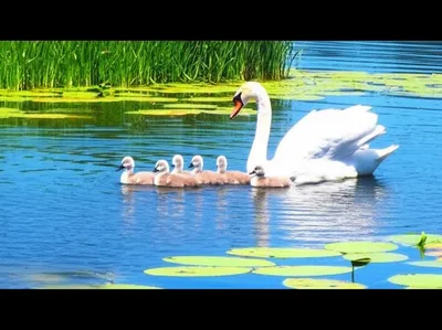 Illustration cygnets - Image 1