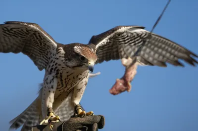 Illustration bate - Image 1