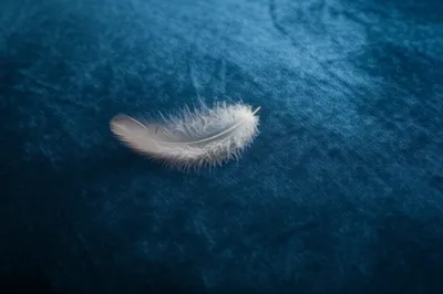 Illustration napoleon - Image 1