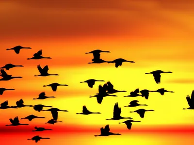 Illustration souths - Image 1