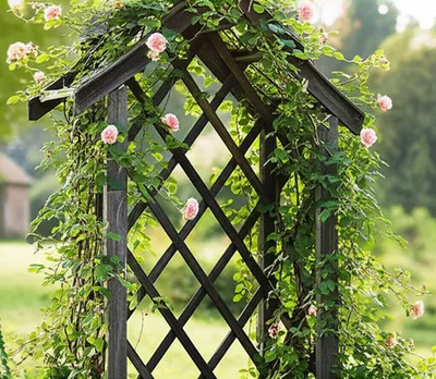 Illustration lattice - Image 1