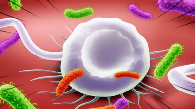 Illustration leucocyte - Image 1