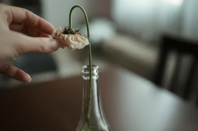 Illustration abortifacient