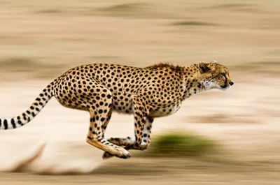 Illustration fast - Image 1