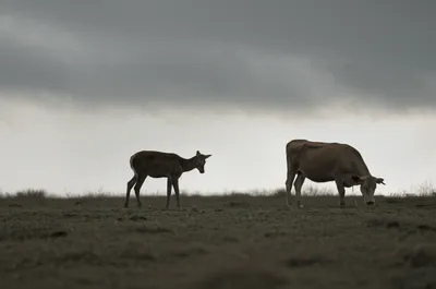 Illustration humbles - Image 1