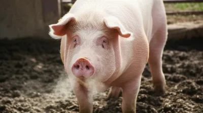 Illustration grunts - Image 1