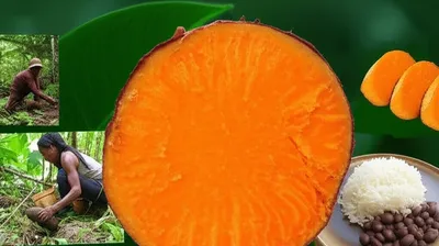 Illustration yam - Image 1