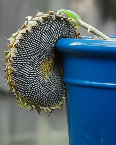 Illustration drapes - Image 1