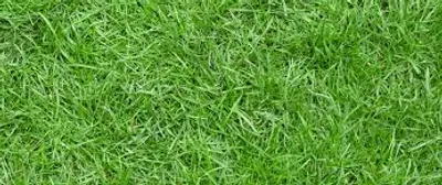 Illustration grass - Image 2