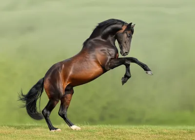 Illustration rearing - Image 1