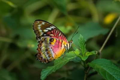 Illustration markings - Image 1