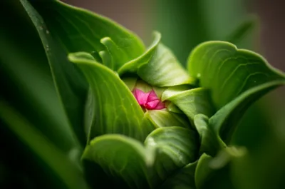 Illustration calyx - Image 1