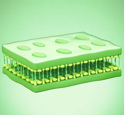 Illustration membrane
