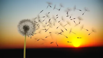 Illustration transitory